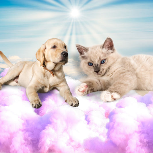Un perro y un gato descansando en el cielo sobre nubes rosas con el sol de fondo en el cielo azul