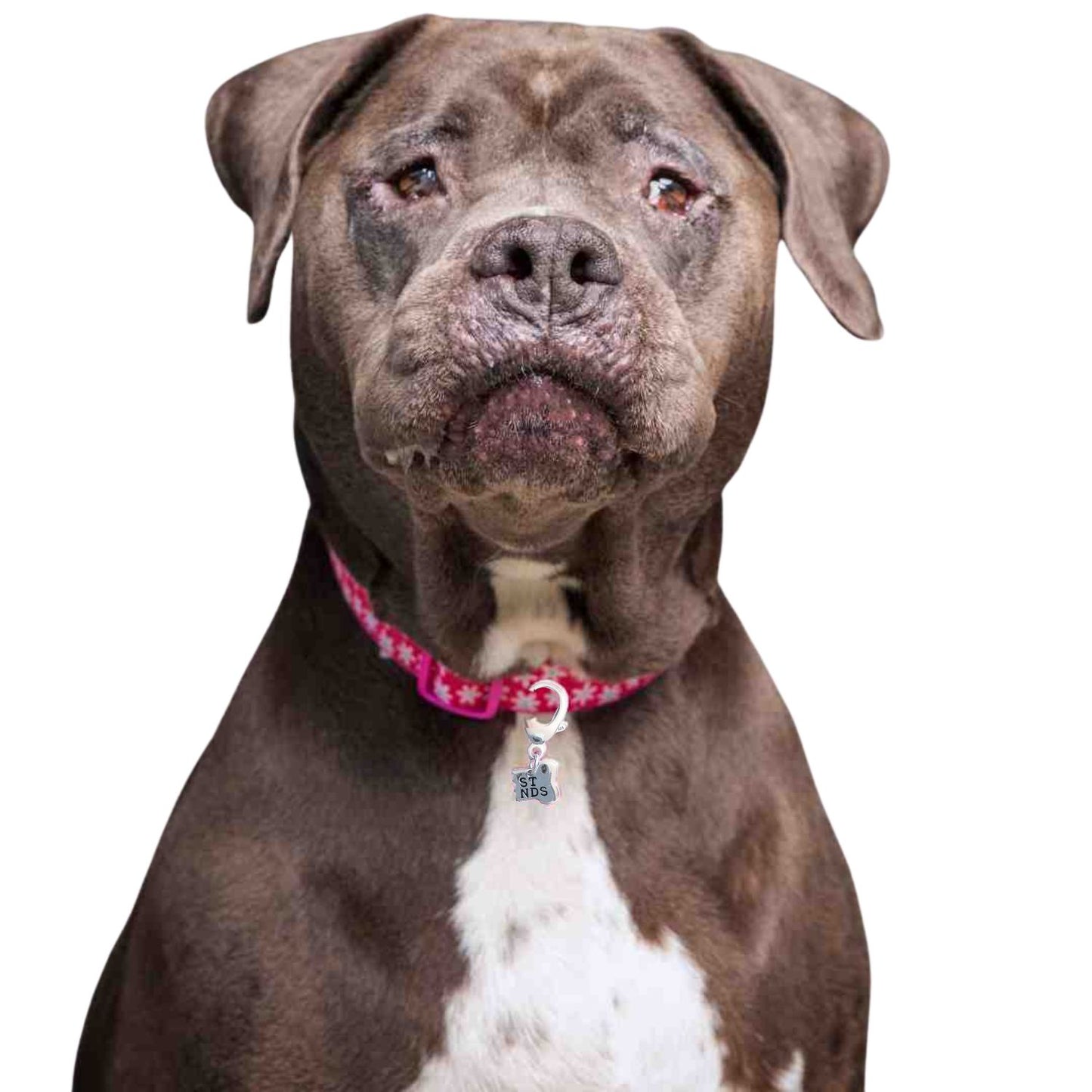 Perro con collar con un colgante de plata con medio hueso, de pandora