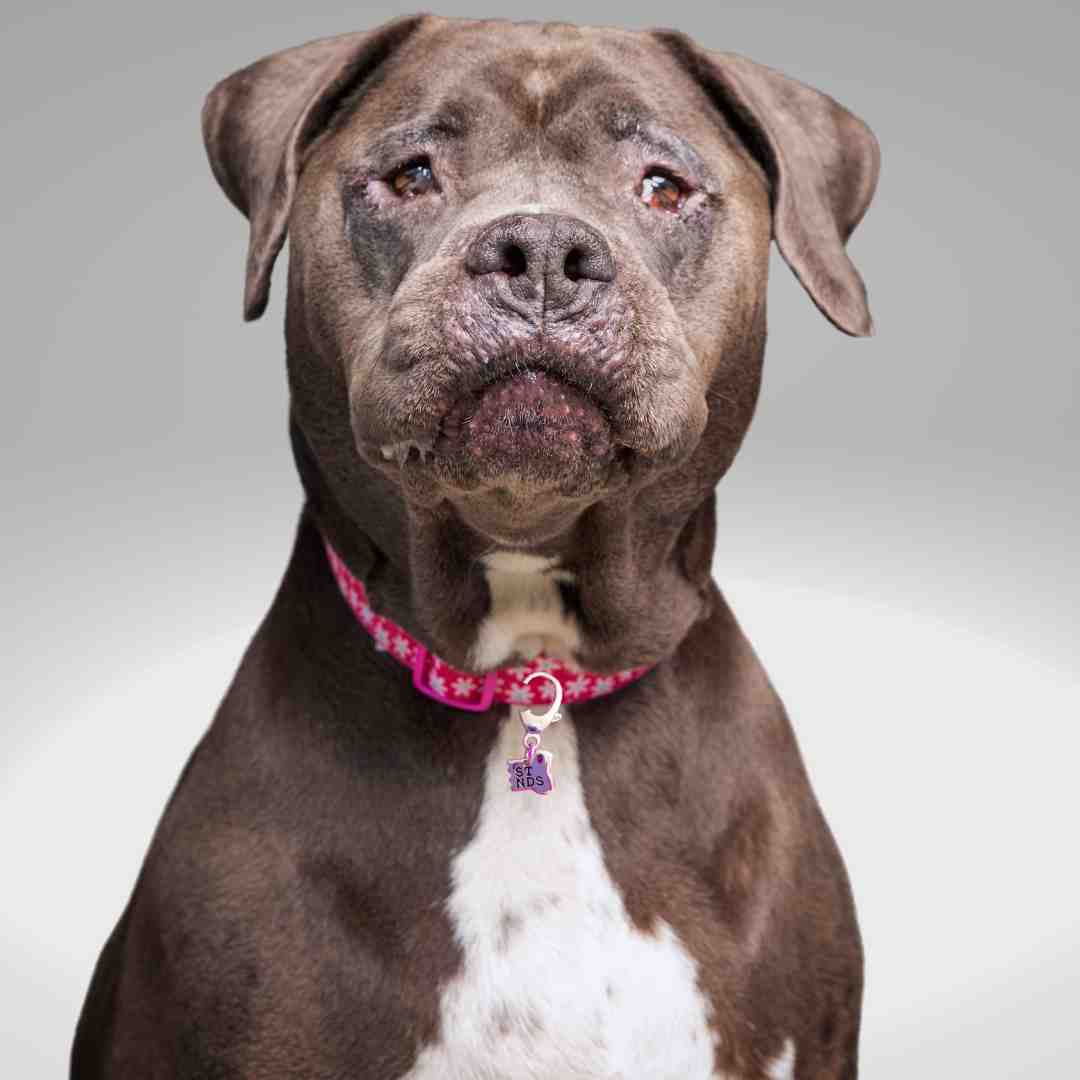 Perro con collar de plata con medio hueso de pandora